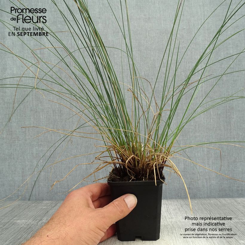 Esimerkki syksyllä toimitetusta Sinivihvilä - Juncus inflexus 8/9 cm taimiruukku-taimesta
