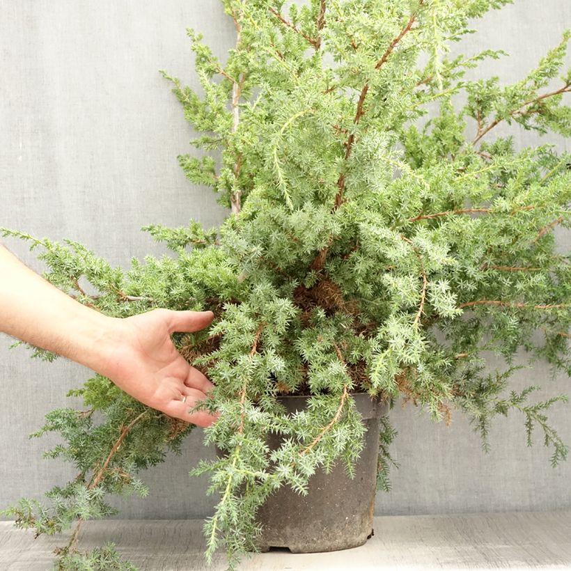 Esimerkki kesällä toimitetusta Kiinankataja Blue Alps Pot de 7,5L/10L-taimesta