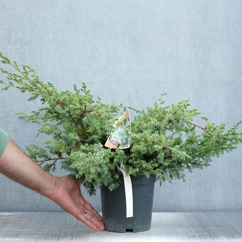 Esimerkki kesällä toimitetusta Kiinankataja Blue Alps Pot de 2L/3L-taimesta