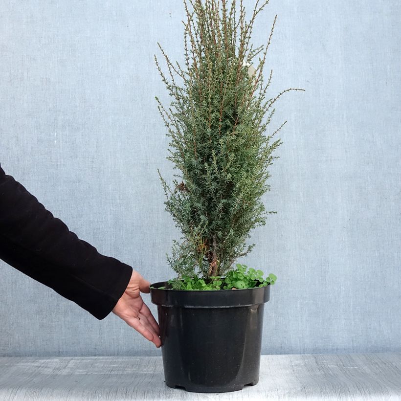 Esimerkki syksyllä toimitetusta Juniperus communis Arnold - Genévrier commun Pot de 7,5L/10L-taimesta