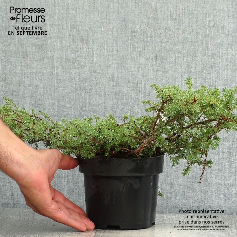 Esimerkki kesällä toimitetusta Kataja Hornibrookii Pot de 2L/3L-taimesta
