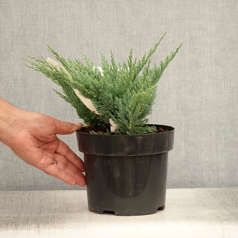 Esimerkki kesällä toimitetusta Laakakataja Blue Chip Pot de 2L/3L, Haute-Tige-taimesta