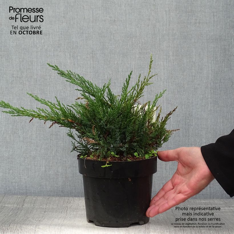 Esimerkki syksyllä toimitetusta Rohtokataja Tamariscifolia 2 litran/3 litran ruukku-taimesta