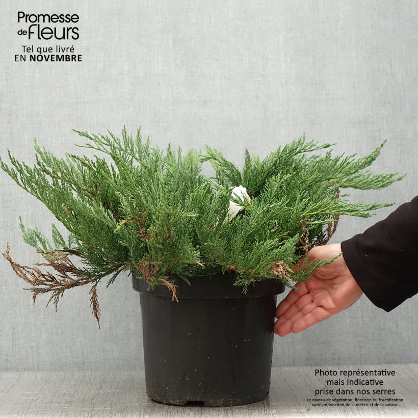 Esimerkki syksyllä toimitetusta Rohtokataja Tamariscifolia 7,5 litran / 10 litran ruukku-taimesta