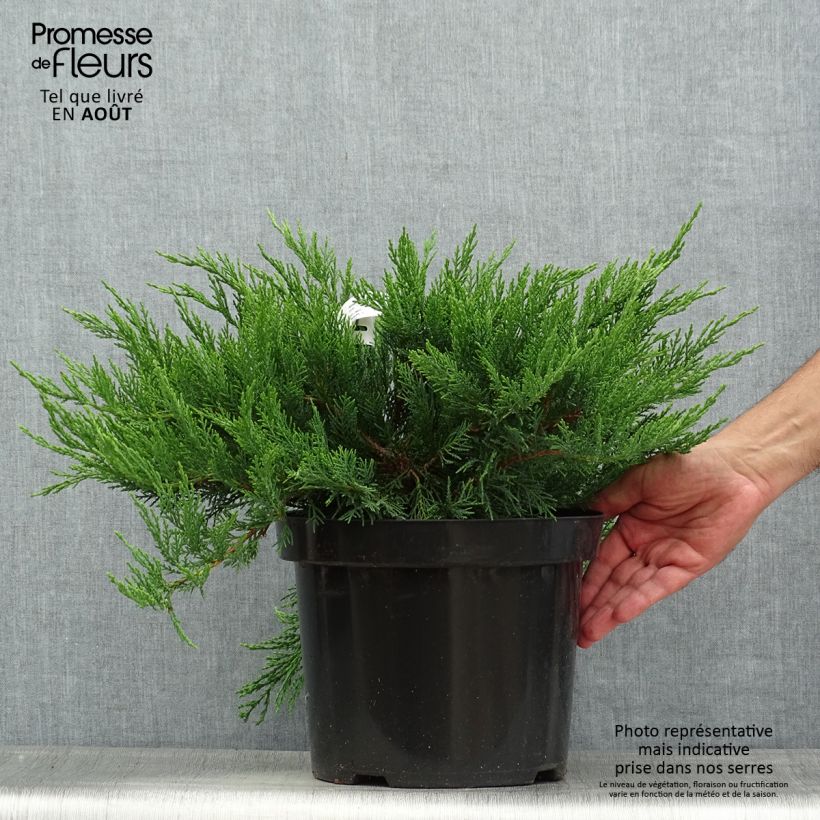 Esimerkki kesällä toimitetusta Rohtokataja Tamariscifolia Ruukku 7,5L / 10L-taimesta