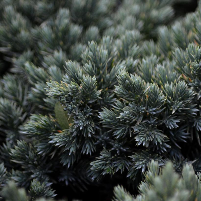 Himalajankataja Blue Star (Lehvistö)