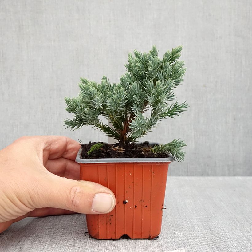 Esimerkki syksyllä toimitetusta Himalajankataja Blue Star 8/9 cm taimiruukku-taimesta