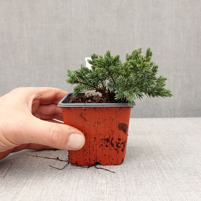 Esimerkki talvella toimitetusta Juniperus squamata Blue Star - Genévrier écailleux Godet de 8/9 cm-taimesta