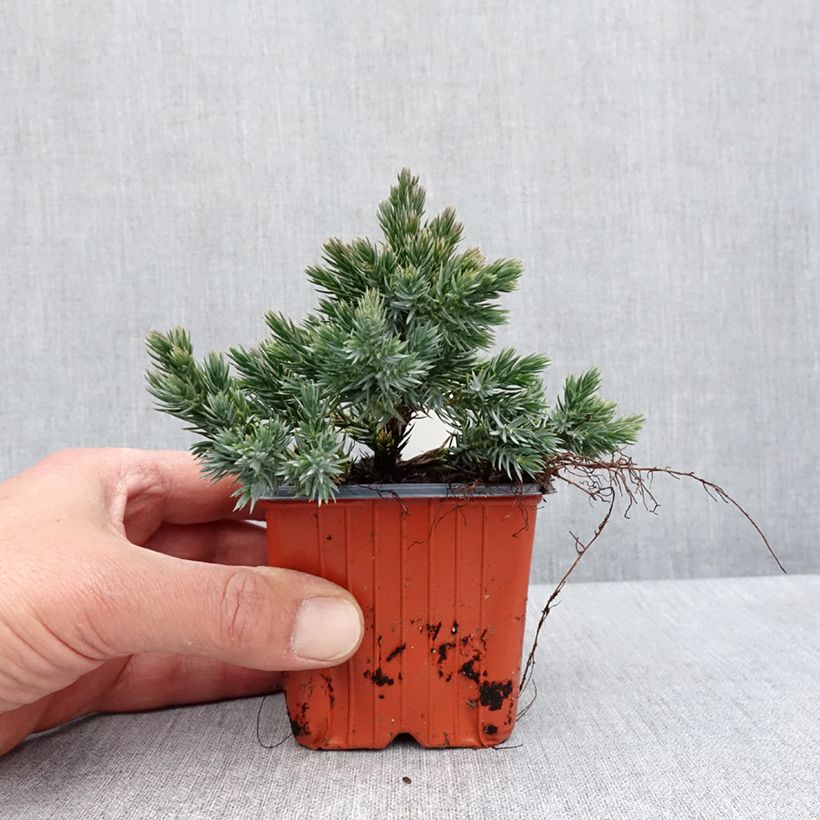 Esimerkki keväällä toimitetusta Himalajankataja Blue Star Taimiruukku 8/9 cm-taimesta