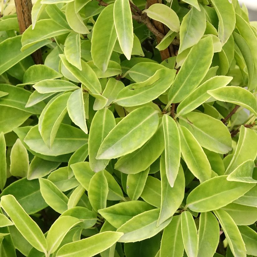 Kadsura japonica (Lehvistö)