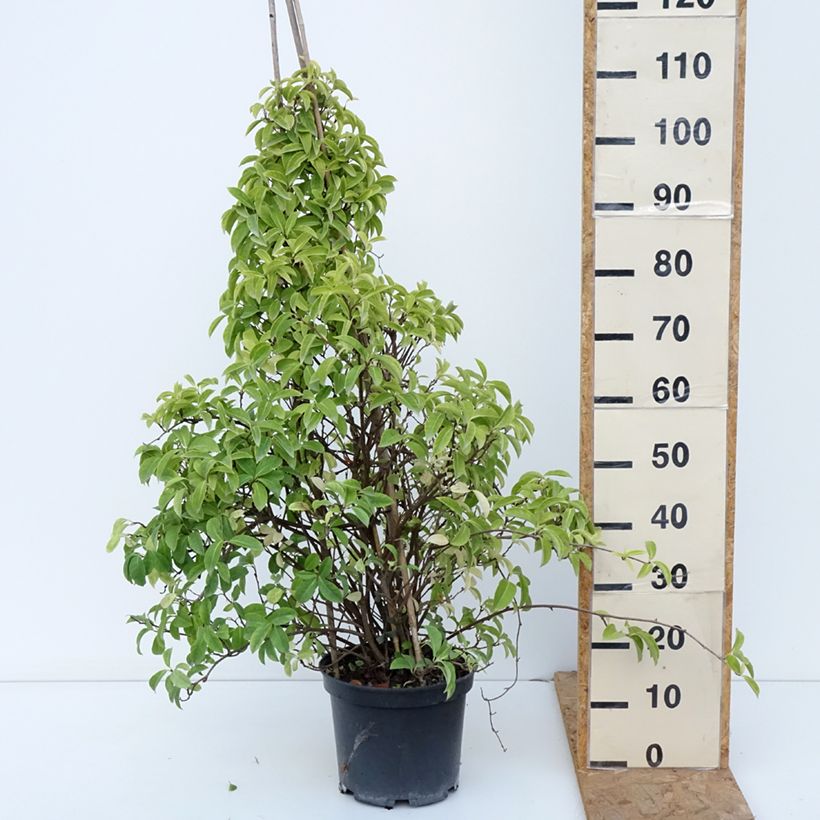 Esimerkki syksyllä toimitetusta Kadsura japonica 6 litran/7 litran ruukku-taimesta