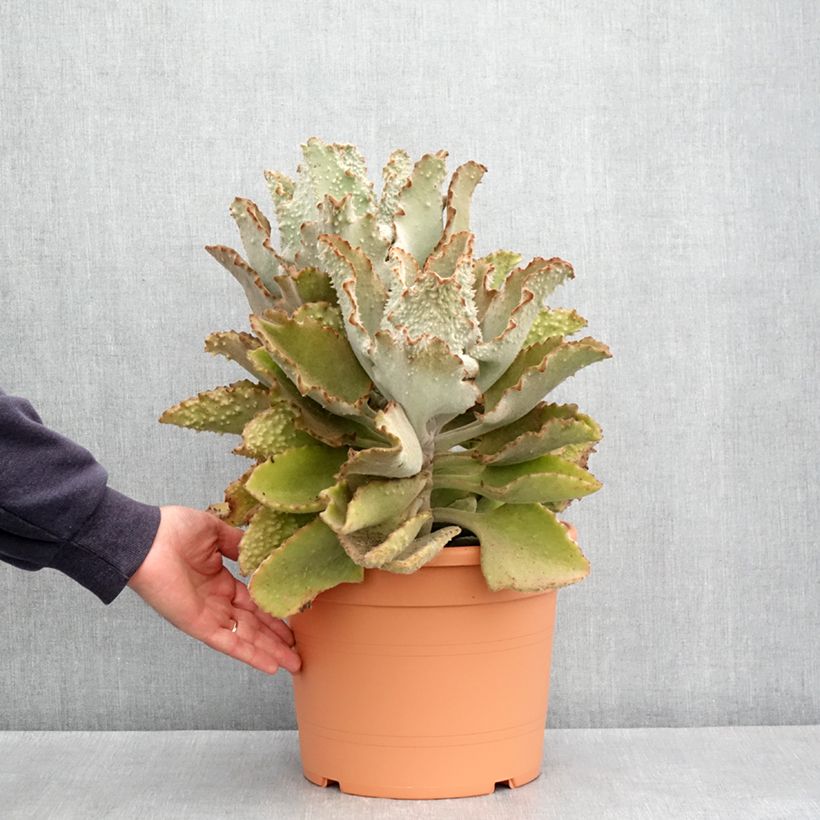 Esimerkki keväällä toimitetusta Kalanchoe beharensis Fang Pot de 7,5L/10L, 30/40 diamètre-taimesta