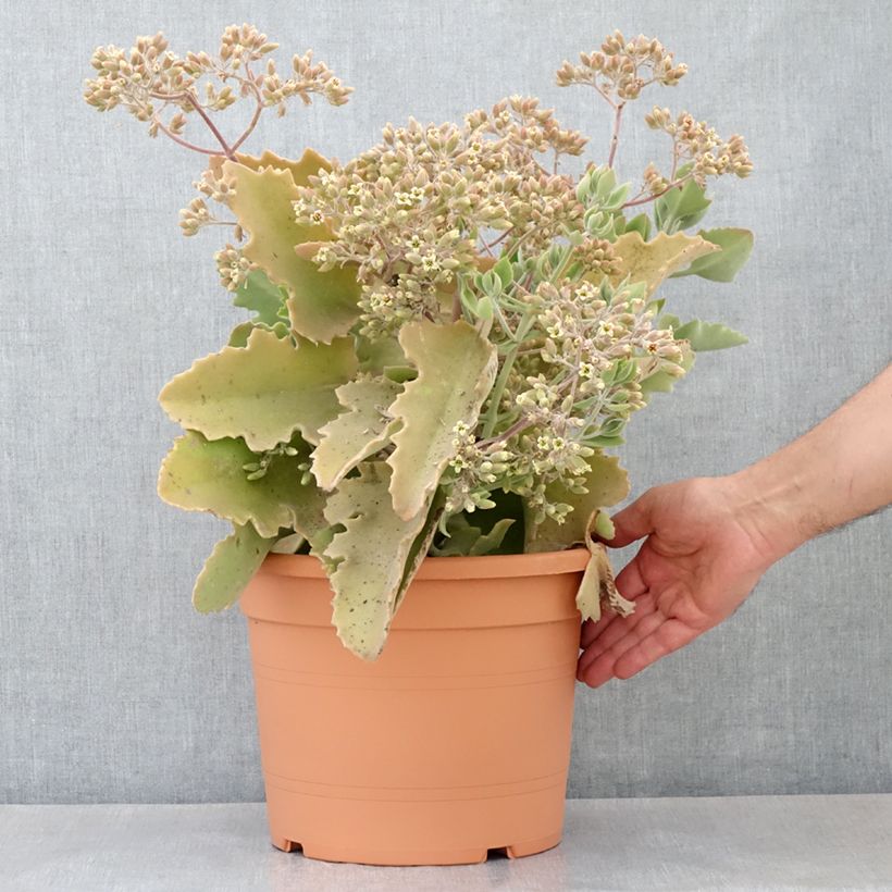 Esimerkki keväällä toimitetusta Kalanchoe beharensis Oak Leaf Pot de 7,5L/10L, 30/35 diamètre-taimesta