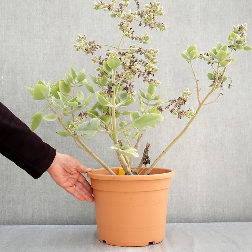 Esimerkki syksyllä toimitetusta Huopaitulehti Oak Leaf 7,5 litran / 10 litran ruukku-taimesta