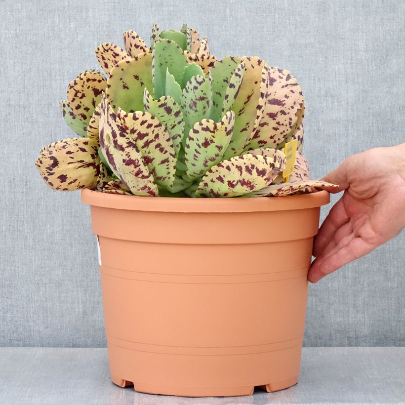 Esimerkki keväällä toimitetusta Kalanchoe marmorata - Kalanchoé marbré Pot de 7,5L/10L, 30/40 diamètre-taimesta