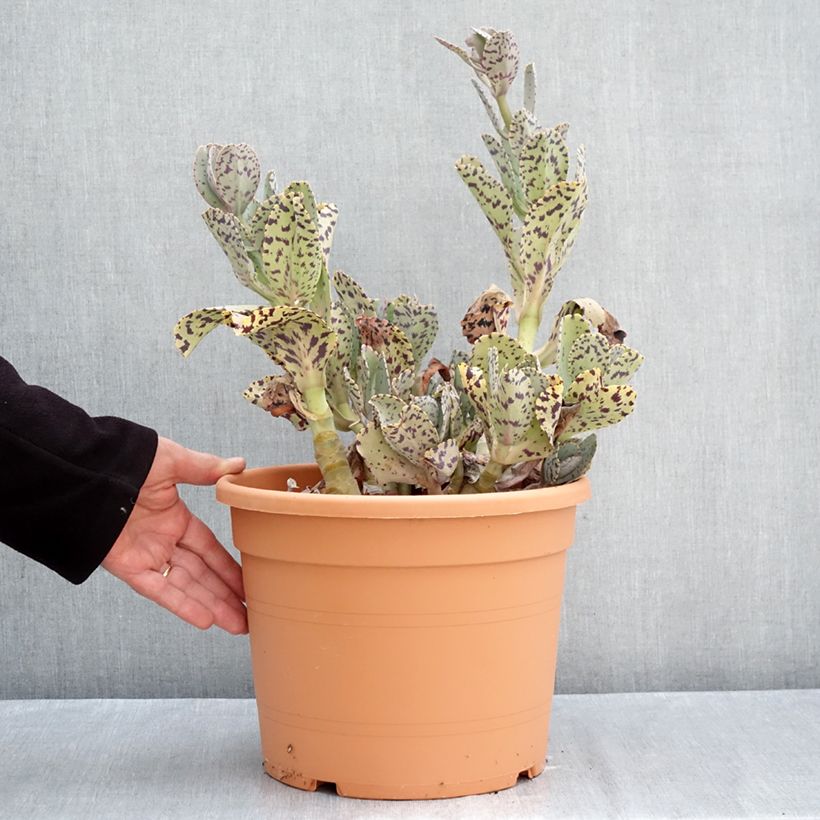 Esimerkki syksyllä toimitetusta Kirjoitulehti - Kalanchoe marmorata 7,5 litran / 10 litran ruukku-taimesta