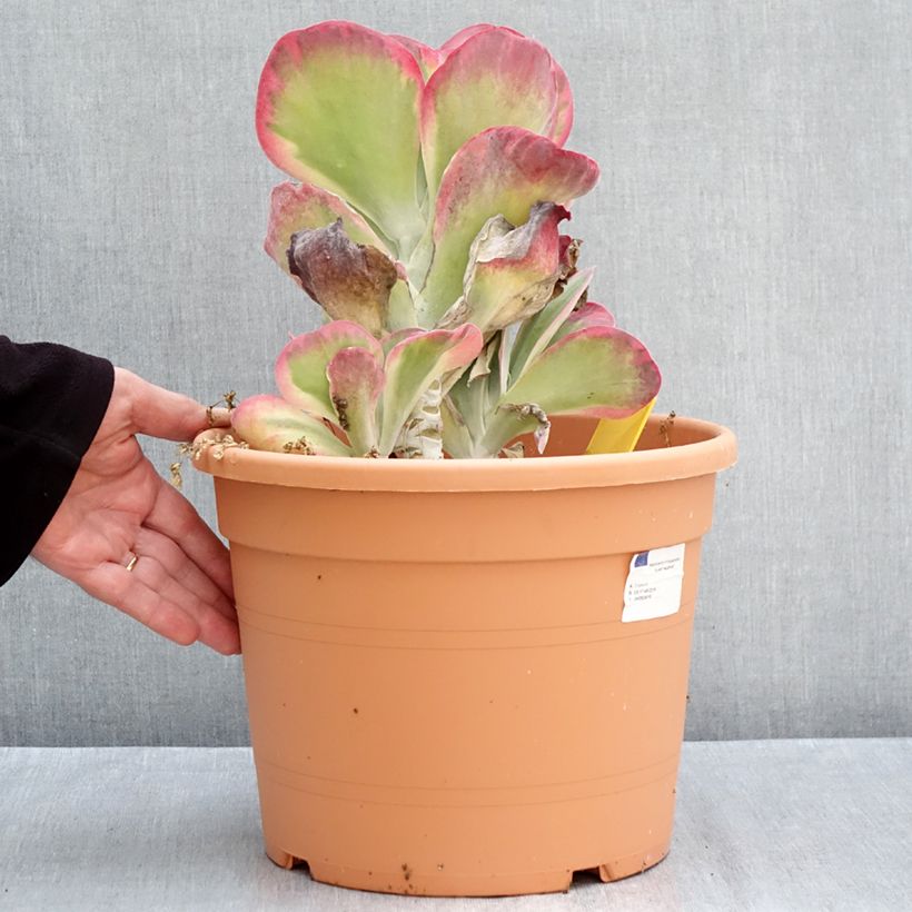 Esimerkki syksyllä toimitetusta Kapinitulehti - Kalanchoe thyrsiflora 7,5 litran / 10 litran ruukku-taimesta