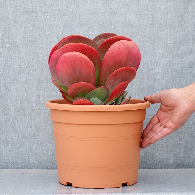 Esimerkki kesällä toimitetusta Kalanchoe thyrsiflora - Kalanchoé à thyrses Pot de 7,5L/10L, 20/30 diamètre-taimesta