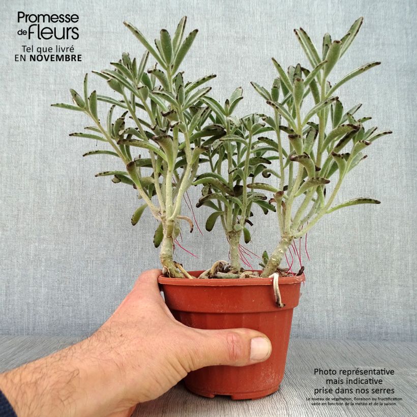 Esimerkki syksyllä toimitetusta Nukkaitulehti - Kalanchoe tomentosa 12 cm / 13 cm ruukku-taimesta