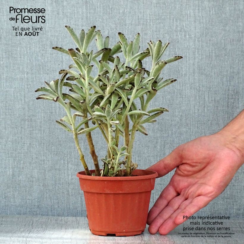 Esimerkki kesällä toimitetusta Nukkaitulehti - Kalanchoe tomentosa Pot de 12 cm / 13 cm-taimesta
