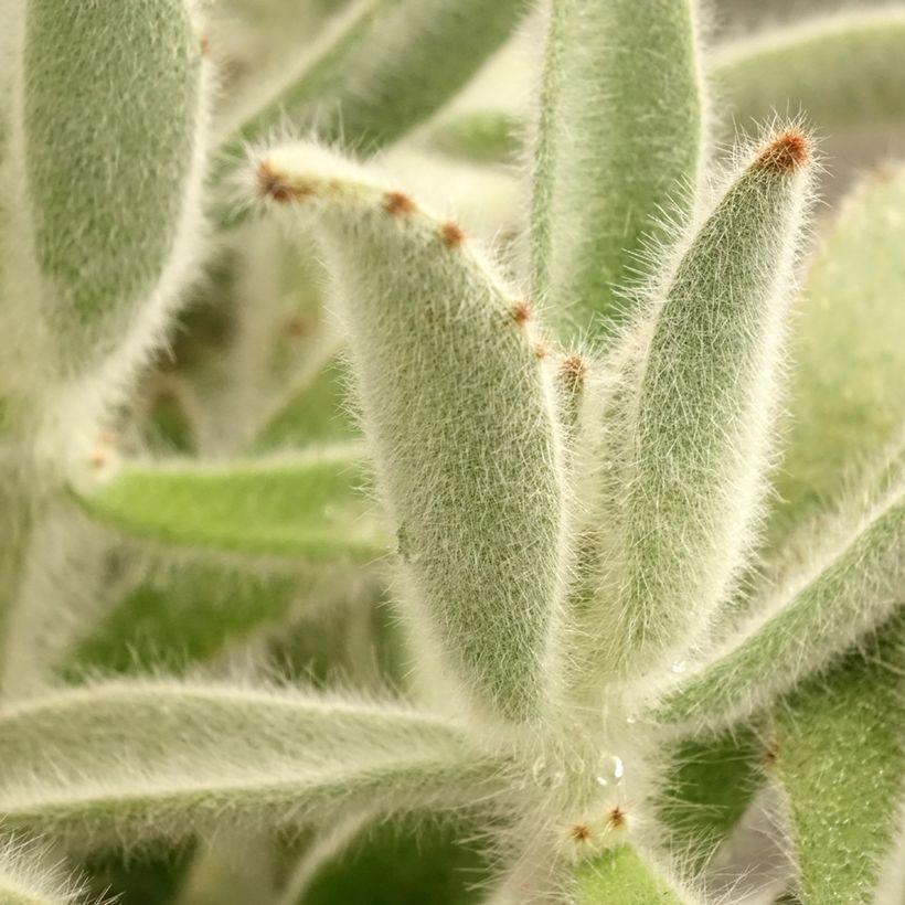 Nukkaitulehti - Kalanchoe tomentosa (Lehvistö)