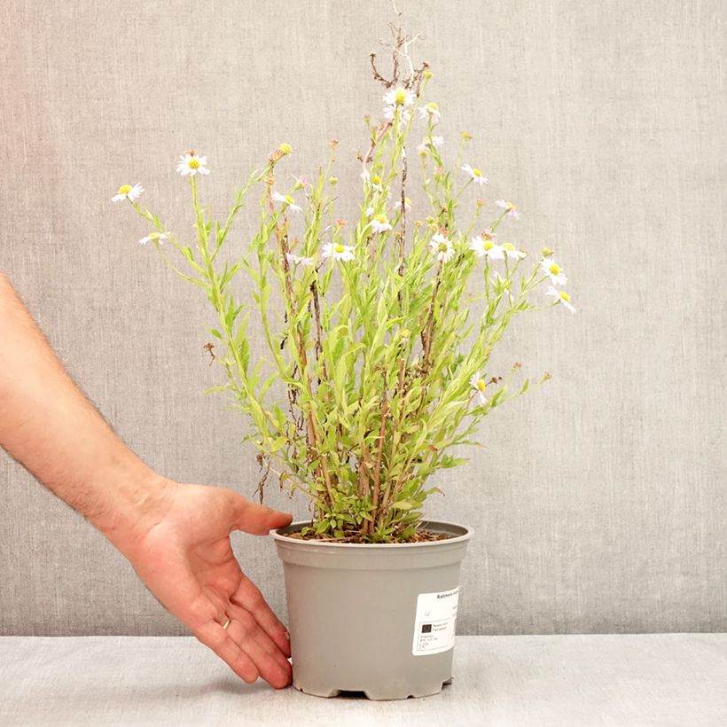 Esimerkki kesällä toimitetusta Metsäasteri Charlotte Pot de 2L/3L-taimesta