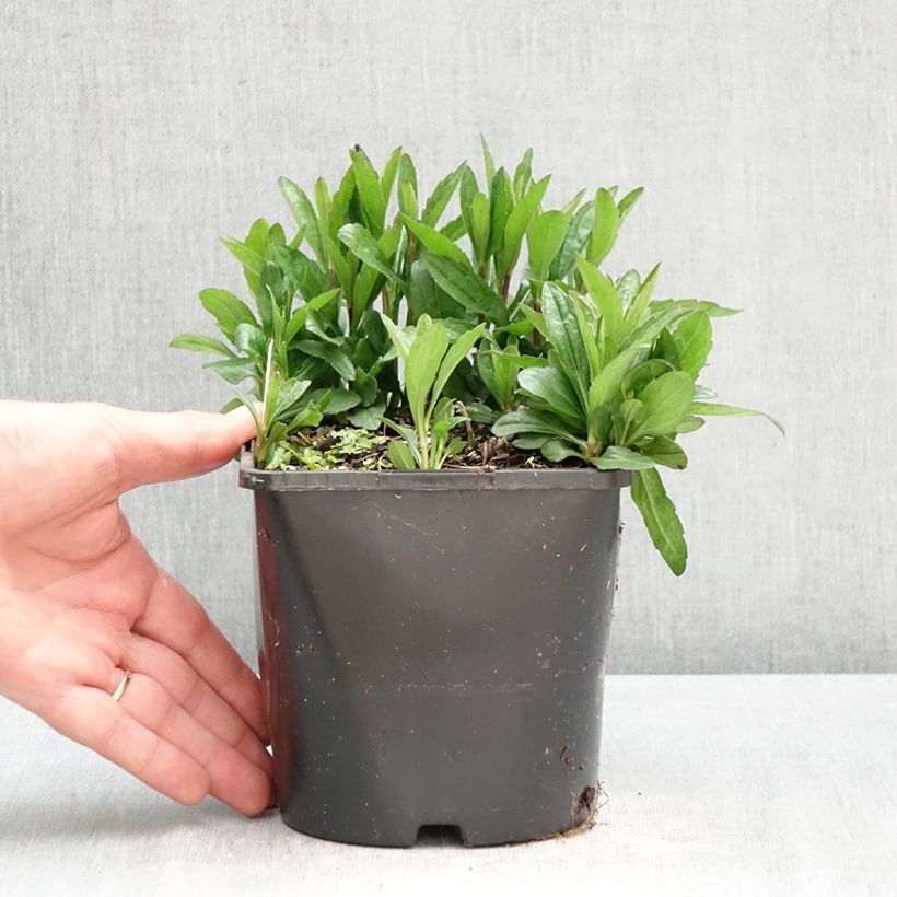 Esimerkki keväällä toimitetusta Metsäasteri Nana Blue Pot de 2L/3L-taimesta