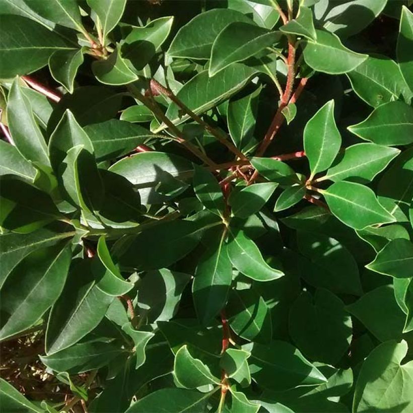 Leveälehtikalmia Freckles (Lehvistö)