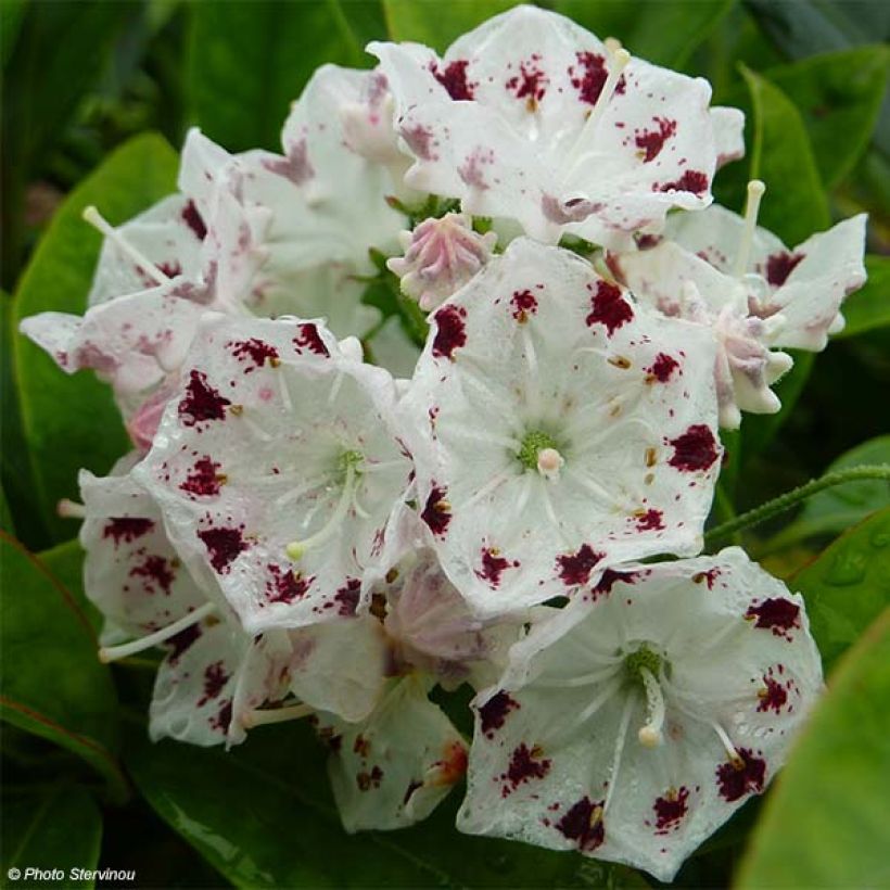 Leveälehtikalmia Freckles (Kukinta)