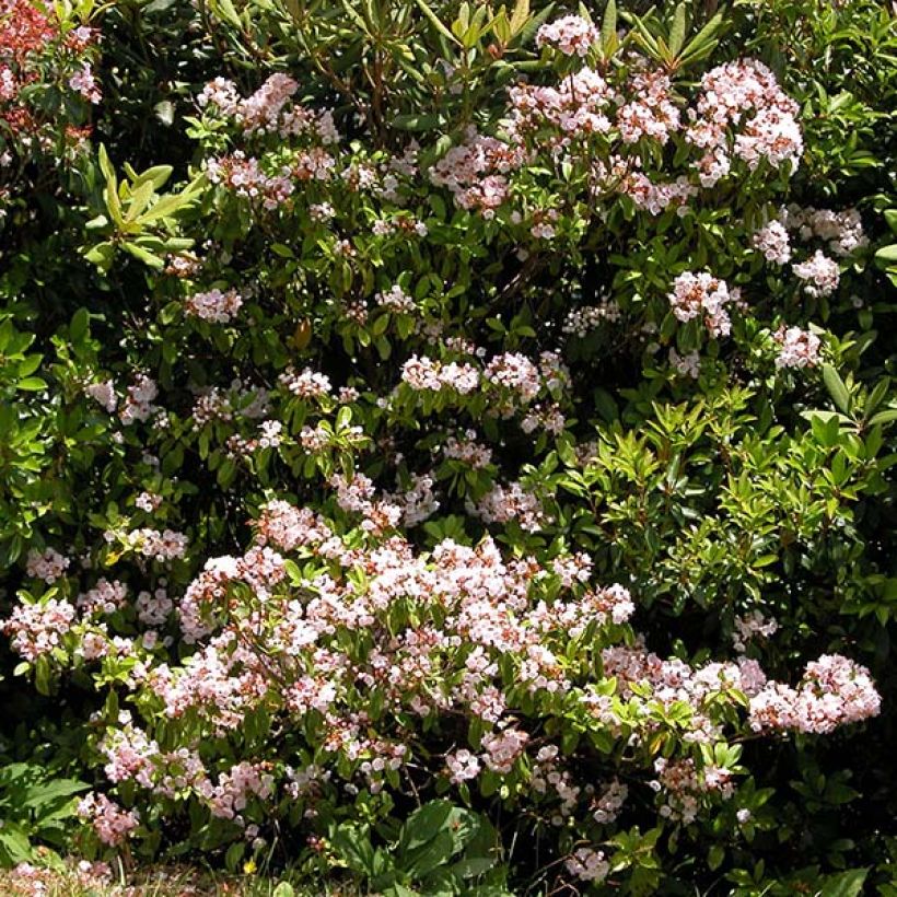 Leveälehtikalmia Freckles (Kasvutapa)