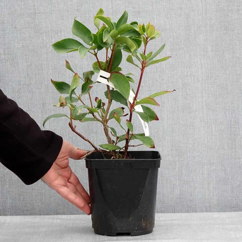 Esimerkki talvella toimitetusta Kalmia latifolia Ideal - Laurier des montagnes Pot de 3L/4L-taimesta