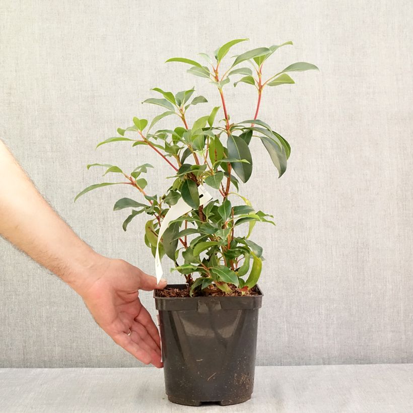 Esimerkki kesällä toimitetusta Leveälehtikalmia Keepsake Pot de 2L/3L-taimesta