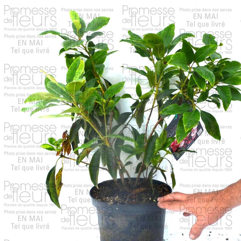 Esimerkki toimitetusta Leveälehtikalmia Madeline Pot de 4L/5L-taimesta