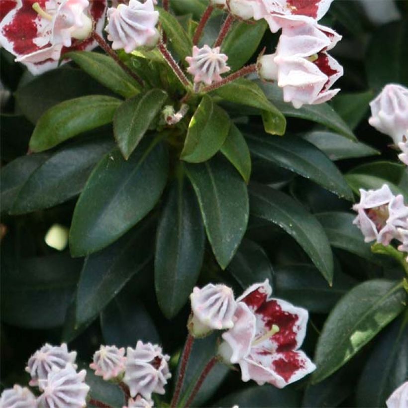 Leveälehtikalmia Minuet (Lehvistö)
