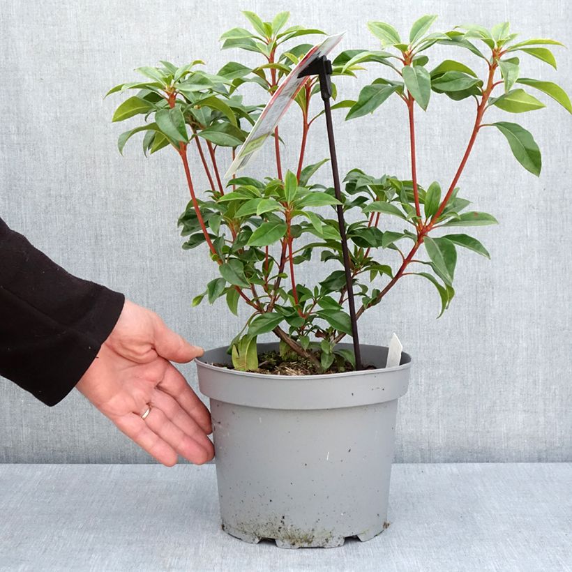Esimerkki keväällä toimitetusta Leveälehtikalmia Otsbo Red Pot de 2L/3L-taimesta