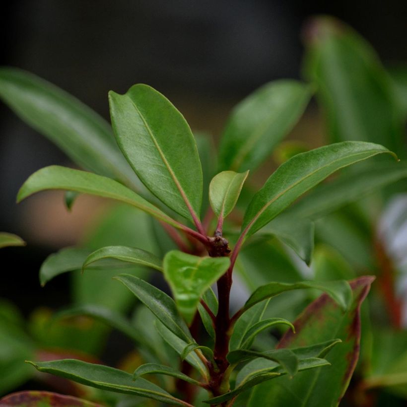 Leveälehtikalmia Pinkobello (Lehvistö)