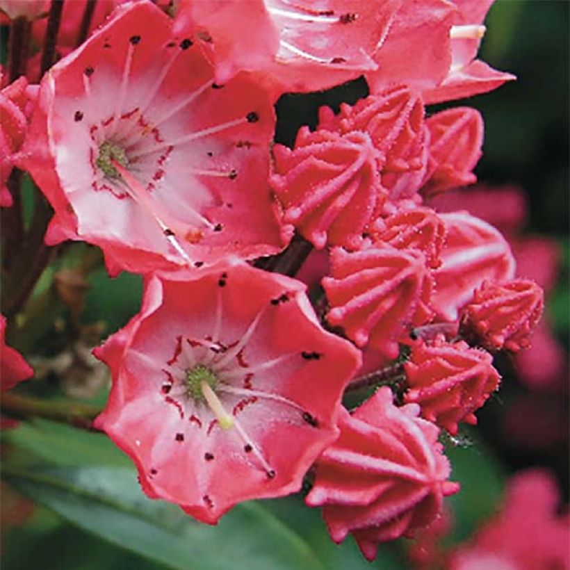 Leveälehtikalmia Pinkobello (Kukinta)