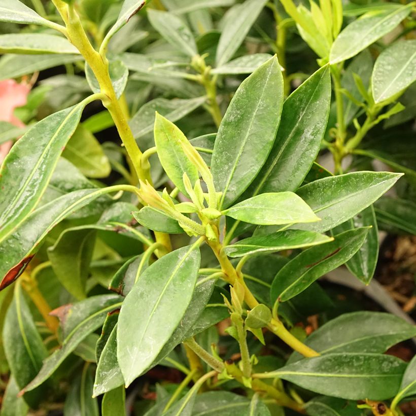 Leveälehtikalmia Pinwheel (Lehvistö)