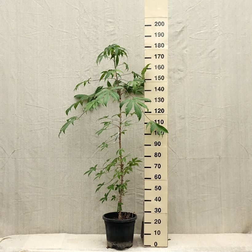 Esimerkki kesällä toimitetusta Seitsensormiaralia maximowiczii Pot de 12L/15L-taimesta