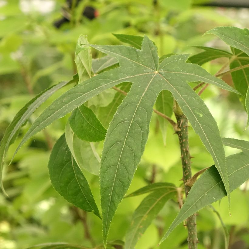 Seitsensormiaralia maximowiczii (Lehvistö)