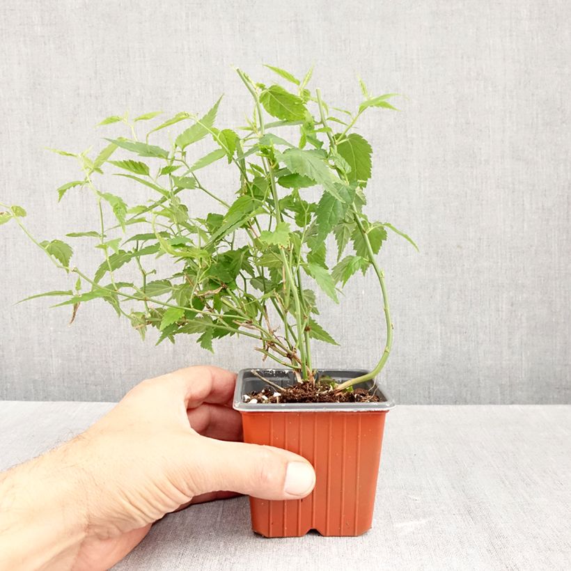 Esimerkki syksyllä toimitetusta Pallerokerria - Kerria japonica 8/9 cm taimiruukku-taimesta