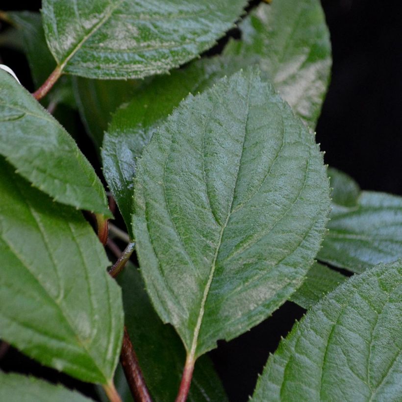 Pallerokerria Pleniflora (Lehvistö)