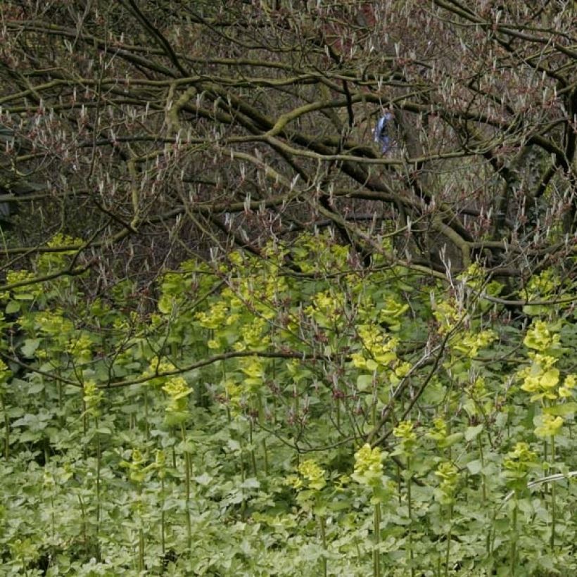 Katvio - Kirengeshoma palmata (Kasvutapa)