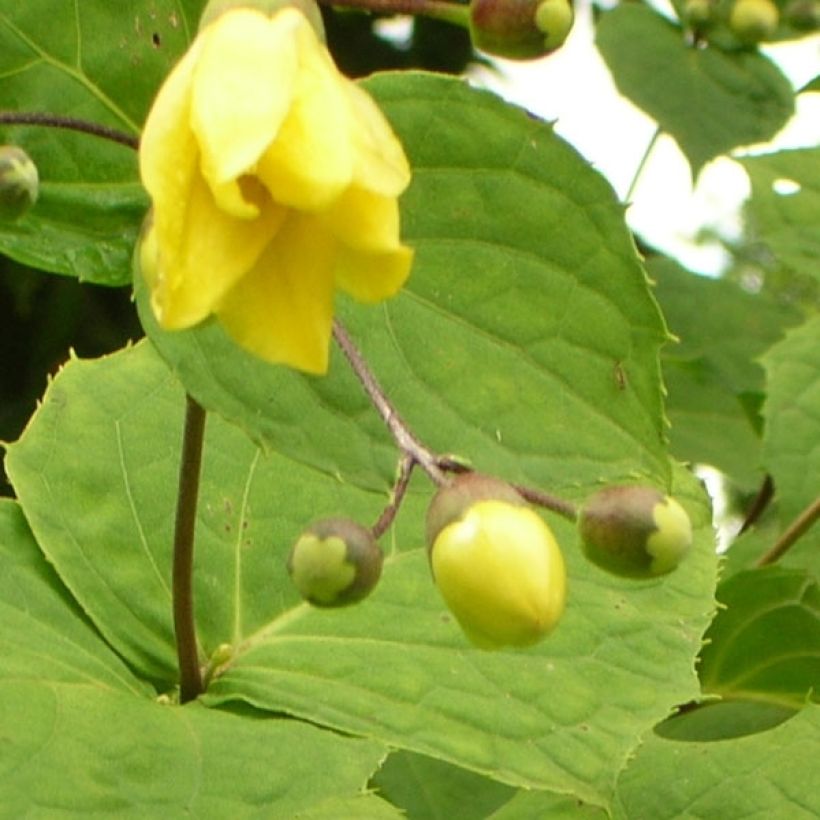 Katvio - Kirengeshoma palmata (Kukinta)