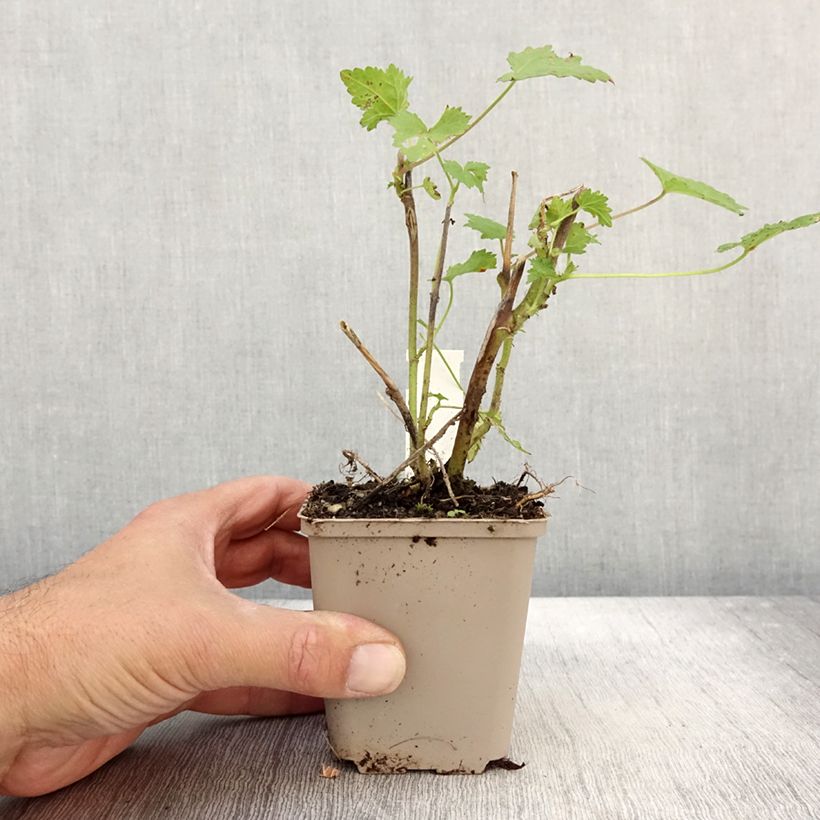 Esimerkki syksyllä toimitetusta Balkaninmalva - Kitaibelia vitifolia 8/9 cm taimiruukku-taimesta