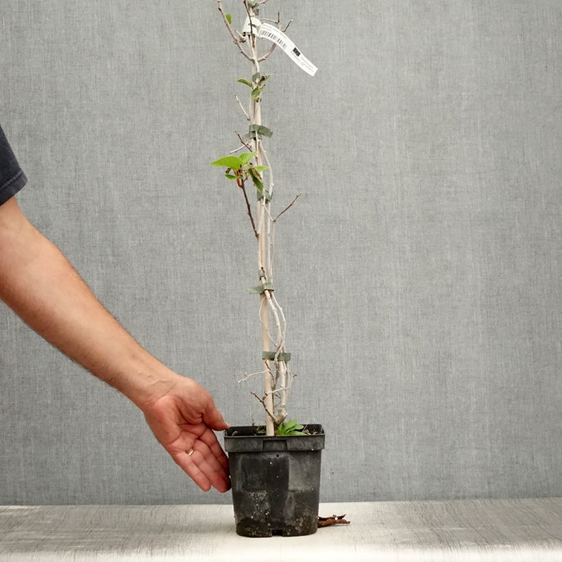 Esimerkki kesällä toimitetusta Kiwai mâle Weima - Actinidia arguta Pot de 2L/3L-taimesta