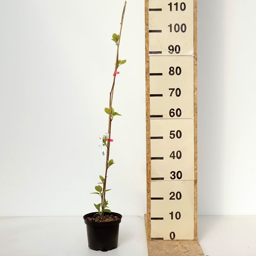 Esimerkki keväällä toimitetusta Kiwi - Actinidia deliciosa Kiwi Wonder Pot de 3L/4L-taimesta