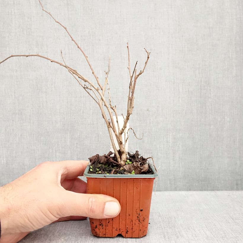 Esimerkki syksyllä toimitetusta Minikiivi Ananasnaya emikasvi 8/9 cm taimiruukku-taimesta