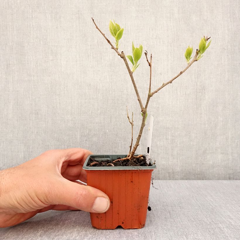 Esimerkki keväällä toimitetusta Kiwi arguta Ananasnaya (femelle) - Kiwaï Anna Godet de 8/9 cm-taimesta
