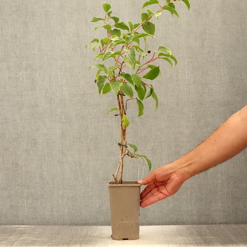 Esimerkki kesällä toimitetusta Kiwi arguta femelle Pink Jumbo - Actinidia arguta Pot de 1,5L/2L-taimesta